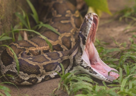 Cobra de 3 metros arrasta menino de 5 anos para piscina