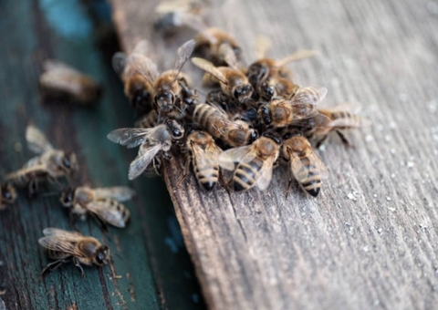 Bebê leva 250 picadas de abelhas durante ataque