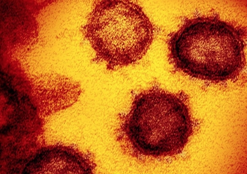 Identificadas duas linhagens novas do coronavírus no Brasil