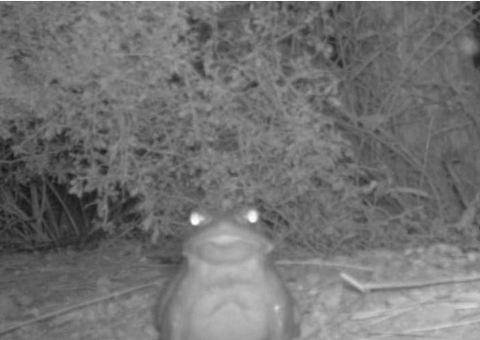 Serviço Nacional de Parques alerta para que visitantes não lambam sapos