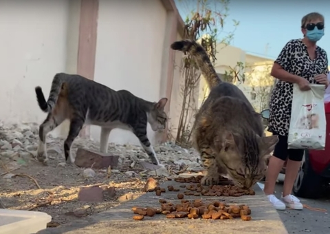 ONGs dizem que milhares de gatos e cães foram tirados de ruas de Doha antes da Copa