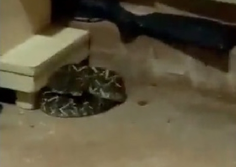 Idosa encontra cobra com veneno potente em casa após 'aviso' de cachorro