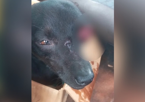 Vereador atira em cachorro de criança de 2 anos e é preso
