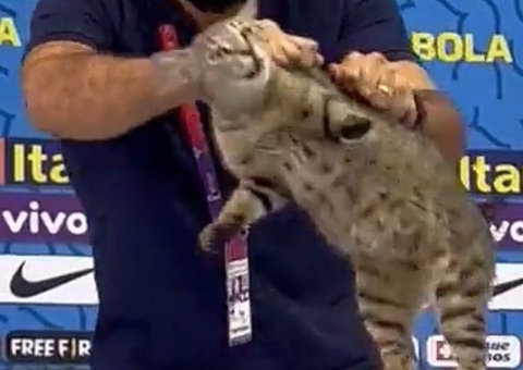 CBF pode responder por maus-tratos após retirar gato de coletiva