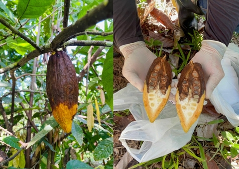 Praga em plantações de cacau é investigada no Amazonas