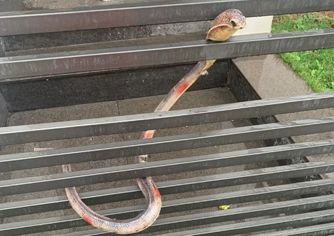 Moradores vivem pânico com cobra Naja no portão de casa e resgate tem final inusitado
