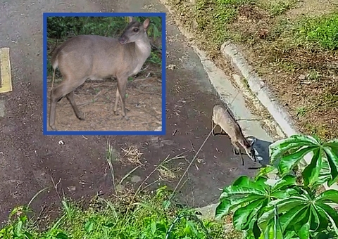 Ameaçado de extinção, veado é visto correndo em rodovia no Amazonas