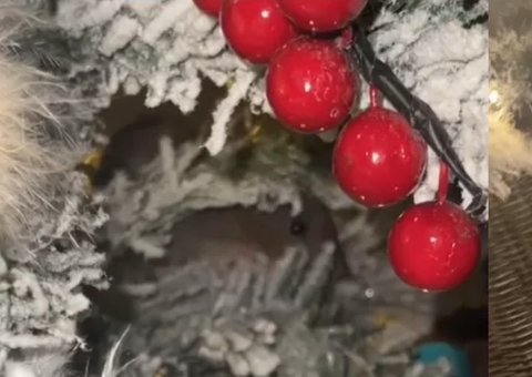 Mulher percebe ‘olhos’ em árvore de natal e tem surpresa aterrorizante; vídeo