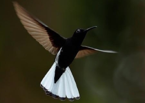 Cientistas descobrem beija-flor da mata atlântica que canta em frequência ultrassônica