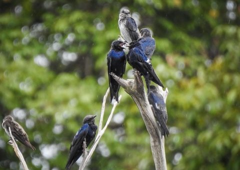 Andorinhas-azuis intrigam cientistas ao fazerem pequena ilha da Amazônia de casa