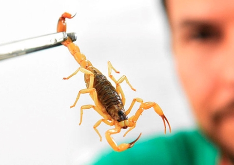 Com risco de desabastecimento, hospitais estão economizando soros antiveneno e antirrábico no Amazonas