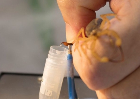 Após alerta a hospitais, FVS diz que Amazonas tem soro suficiente para acidentes com animais peçonhentos 