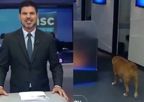 Cachorro invade estúdio de jornal durante transmissão ao vivo e diverte espectadores