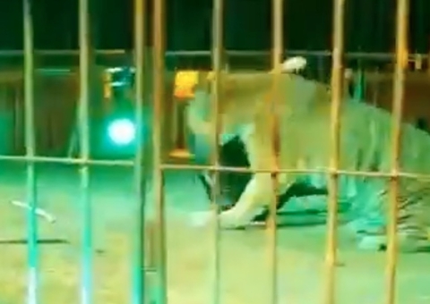 Vídeo: domador de animais é atacado por tigre durante apresentação em circo