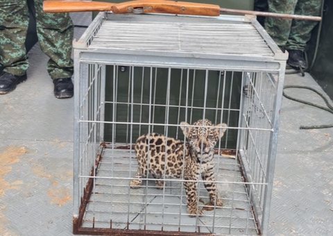 Caçador mata onça e tenta vender filhote por R$ 20 mil no Amazonas