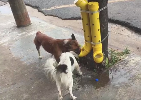 Sancionada lei que multa quem impedir alimento e água a animais de rua no Amazonas
