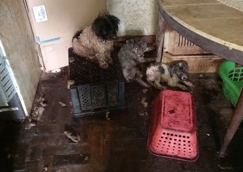 Cachorro cai do 10º andar de apartamento e idosa é presa por maus-tratos