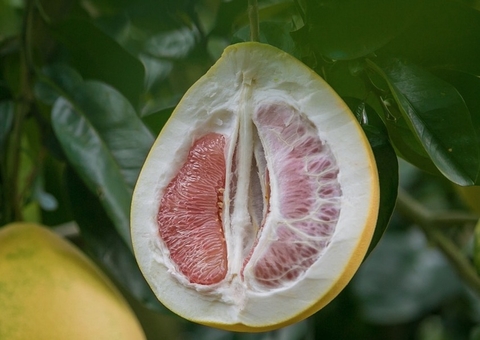 10 fatos sobre o clitóris: O único órgão dedicado exclusivamente ao prazer feminino