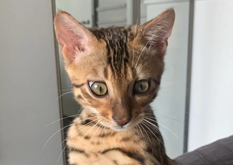 Gata solta em mata por bombeiros após ser confundida com jaguatirica é encontrada