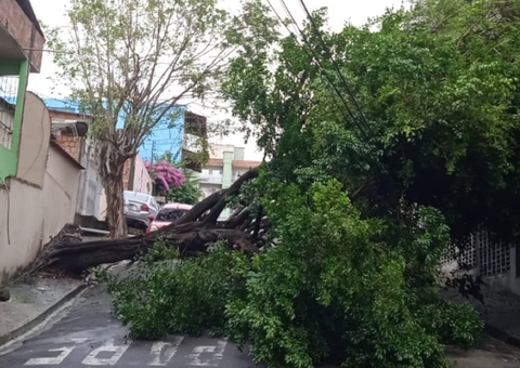 Árvore tomba durante chuva, tranca rua e arranca fios de energia em Manaus