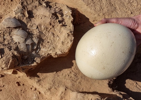 Arqueólogos desenterram 8 ovos de avestruz de mais de 4 mil anos