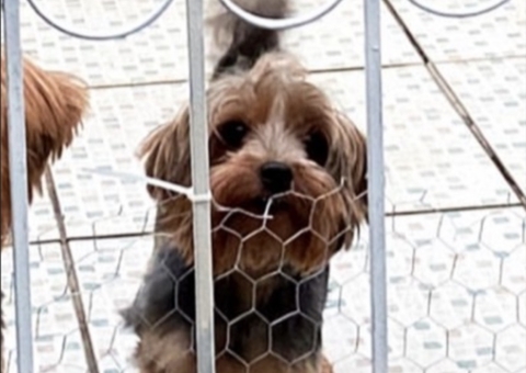 Família procura por cadela que estava em tratamento e desapareceu no Conjunto Ajuricaba, em Manaus