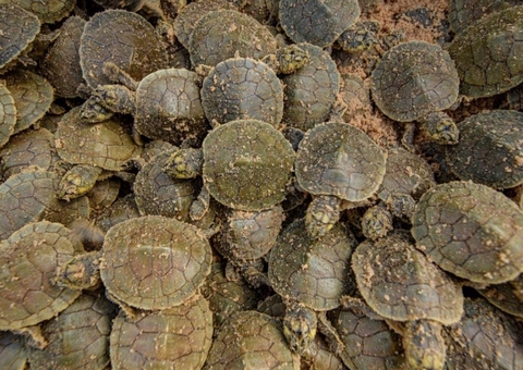 Cientistas da WCS documentam maior nascimento de filhotes de tartarugas-da-amazônia do mundo