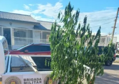 Mãe denuncia pé de maconha de 2,5 metros da filha e planta é apreendida