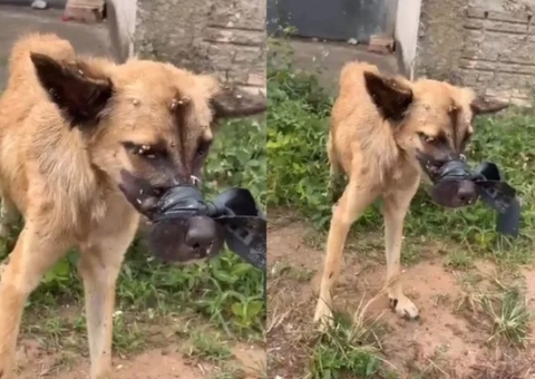 Cachorro caramelo é resgatado com focinho amarrado