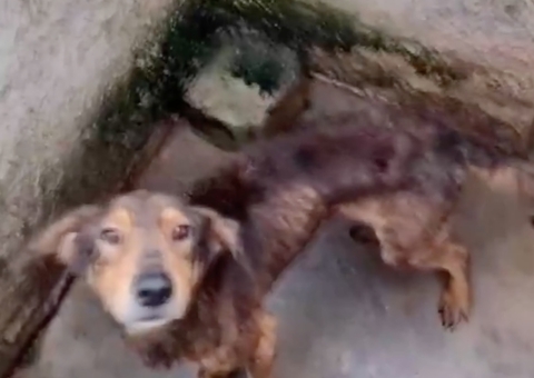 Mais de 300 cachorros são resgatados de maus-tratos e mulher acaba presa