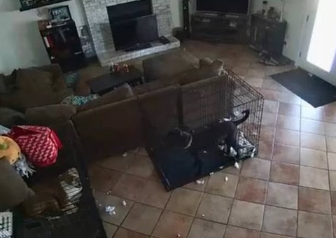 Cachorro tem coleira arrancada e é jogado contra gaiola em caso sobrenatural