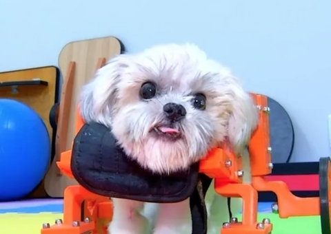 Cachorrinho tetraplégico é resgatado de estrada e vira xodó de família