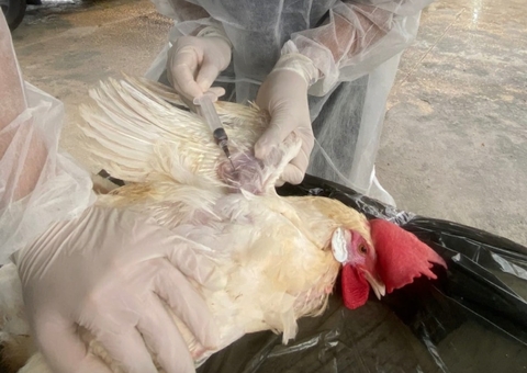 Granjas do Amazonas são monitoradas após gripe aviária ser detectada em países vizinhos