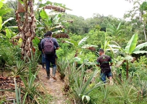 Monilíase: Mapa e Adaf alinham ações do combate a praga em cacau e cupuaçu no Amazonas