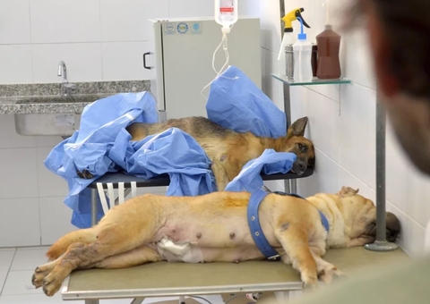 Clínica veterinária deve indenizar tutora por morte de cadela após castração