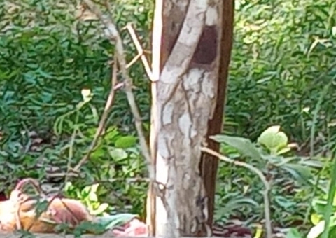 Corpo em estado de decomposição é encontrado em ramal de Iranduba