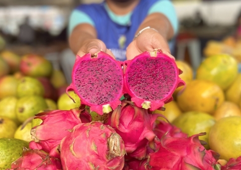 Clima favorável pode tornar Manaus a capital nacional da pitaia