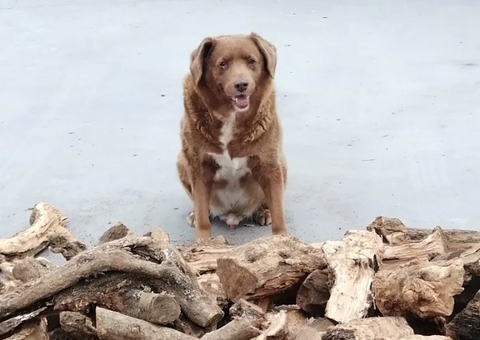 Guinness: Cachorro português de 30 anos é considerado o mais velho do mundo