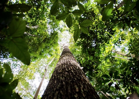 Amazônia Legal: desmatamento cai 61% em janeiro