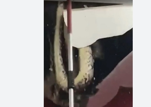 Cobras gigantes despencam de teto enquanto se acasalavam; vídeo