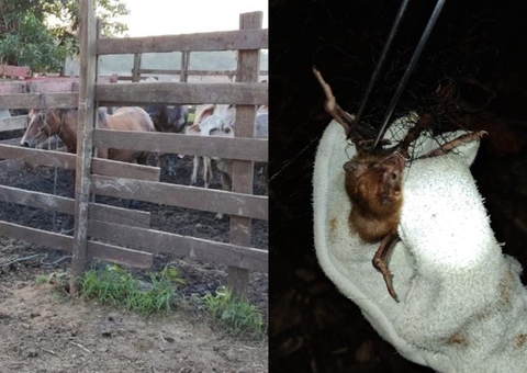 Amazonas registra casos de raiva em rebanho