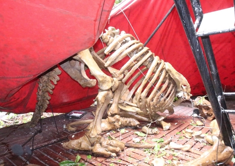 Vídeo: Árvore tomba e danifica réplicas de fósseis de dinossauros no Musa em Manaus