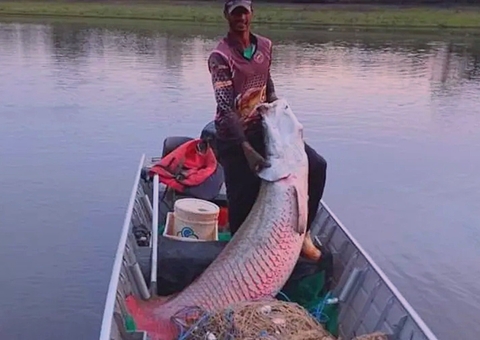 Peixe da Amazônia, Pirarucu 'viaja' e é encontrado por pescador em São Paulo