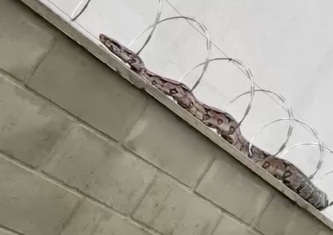 Jiboia invade condomínio e assusta moradores em Manaus; vídeo