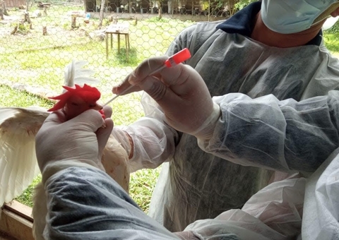 Amazonas tem caso suspeito de doença respiratória em aves em meio a surto de gripe aviária em países vizinhos