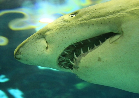Surfista arrastado por tubarão em praia permanece em estado grave
