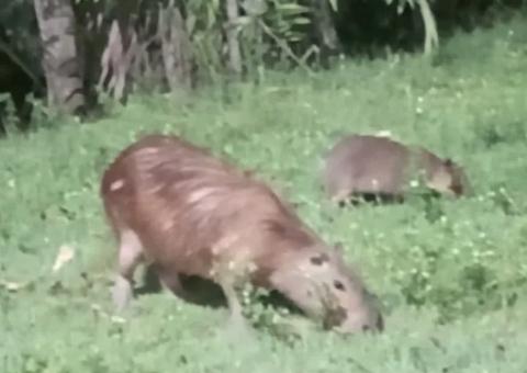 Capivaras são vistas passeando próximo ao Igarapé do Mindu em Manaus