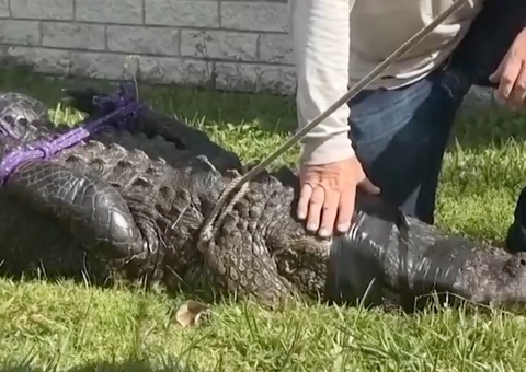 Idosa é morta por jacaré enquanto passeava com cachorro