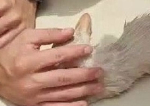 Vídeo: Gato é salvo com respiração boca a boca após resgate em tubulação