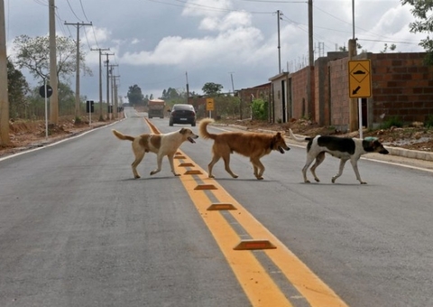 Projeto de lei torna obrigatório socorrer animais atropelados; condutores poderão furar sinal vermelho